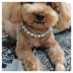 Cute Pet Products Pearl Pet Collar Diamond Cat Dog Pet Necklace Cross-border Jewelry
