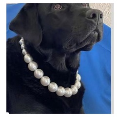 Süßer Teddy Mops Französischer Kampfhund Perlenkette Kleine und mittelgroße Hundehalsband Haustierschmuck