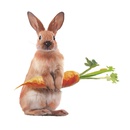 fashion cute rabbit carrot room porch wall stickerspicture13