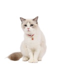 simple adjustable pet flower hollow bell cat dog collar pet accessoriespicture8