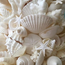 White Shell and Coral Coast Christmas Tree Decoration String with Flash Lamppicture7